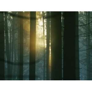  Dappled Sunlight Peeks Through the Trees in a Bavarian 