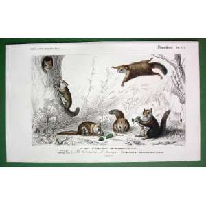 MAMMALS Family of American Flying Squirrel   SUPERB H/C Color Antique 