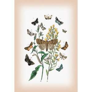 Moths Pericyma Albidentaria Spintherops Spectrum et al. 12x18 Giclee 