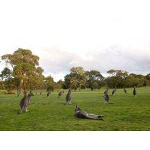 Eastern Grey Kangaroo, (Macropus Giganteus), Anglesea, Great Ocean 