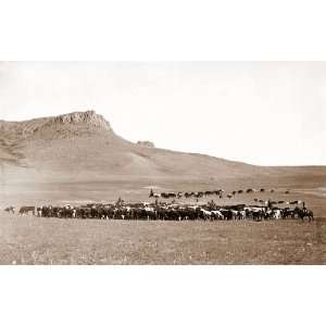  Cattle Roundup Great Falls MT 1890 Photo Cowboys Western 