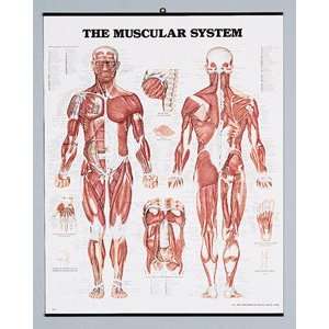 Muscular System Plastic  Industrial & Scientific