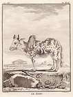 Antique Print ZEBU CATTLE INDIA B​uffon 1780