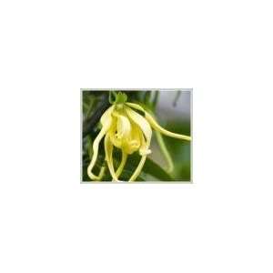 Ylang Ylang II