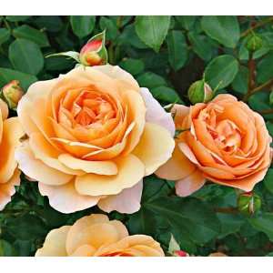  Floral Fairy Tail Rose Seeds Packet Patio, Lawn & Garden