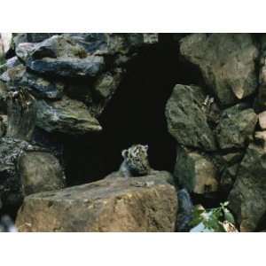  A Male Siberian Tiger Cub at the Entrance to His Den 