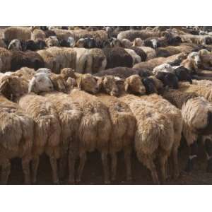 China, Xinjiang Province, Kashgar, Selling Sheep at Sunday Market 