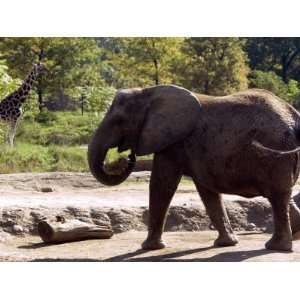 Elephant and Giraffe at the Pittsburgh Zoo, Pennsylvania Photographic 