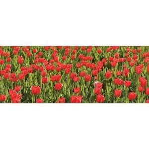  Field of Red Tulips Large Panoramic Mural Kitchen 