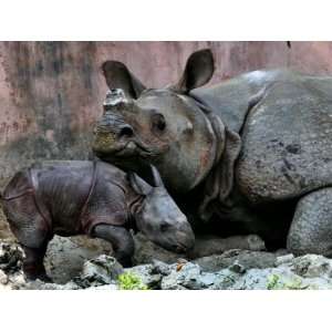 Hartali, a Rhinoceros at the Patna Zoo, is Seen with Her New Baby in 
