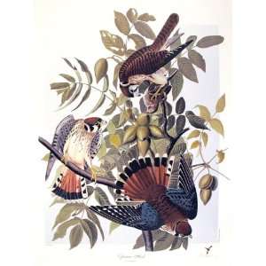  Sparrow Hawk by M. Bernard Loates