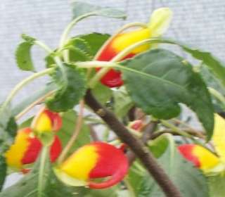 Rare Congo Cockatoo Parrot Flowered Impatiens  