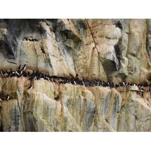  Brunnichs Guillemots, Thick Billed Murres at a Cliff Side 