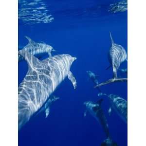  A Group of Spotted Dolphins Swim Near the Oceans Surface 