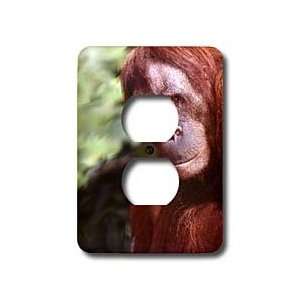 Wild animals   Orangutan   Light Switch Covers   2 plug outlet cover