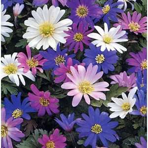  15 Anemone Blanda Mixed Grecian Windflower Flower Bulbs 