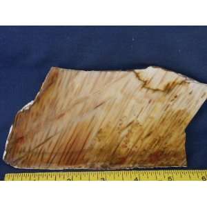   Very Rare Louisiana Petrified Palm Wood Slab, 7.24.12 