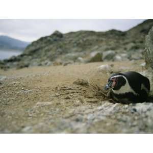 Humboldt, or Peruvian, Penguin Nests in the Shadow of a Rock 