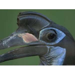 Abyssinian Ground Hornbill at the Omaha Zoo, Nebraska Photographic 