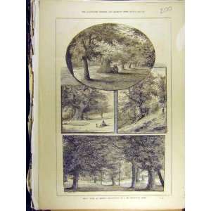  1880 Greenwich Park Artist Sketches Trees Oak Print
