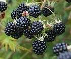 Blackberry Oregon Thornless a 3 Litre Pot Grown Plant