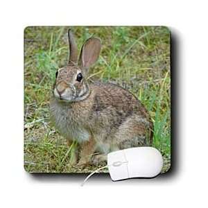   Park Wildlife   Rabbit Eastern Cottontail 2   Mouse Pads Electronics