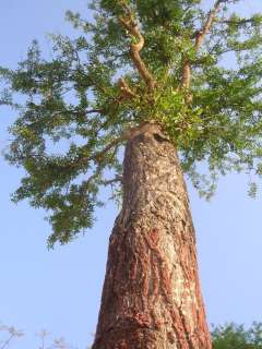 LIVE Wood Apple 25 SEED RARE Bengal Quince Bael FRUIT tree Aegle 