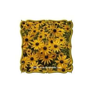  Showy Black eyed Susan (Rudbeckia fulgida var speciosa 