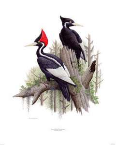 Ivory Billed Woodpecker   Pair Artist Proof By Thomas B  