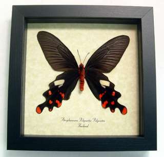   information about what makes our insect displays the best you can get
