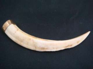 Vintage Wild Boar Tusk Tooth  