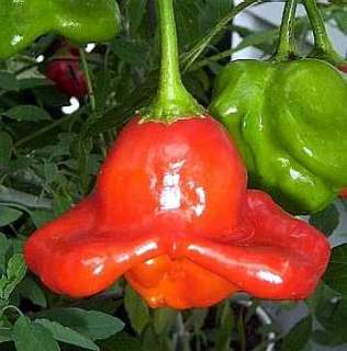 Rare Ubatuba Cambuci Pepper 4 Plants   Hot & Ornamental  