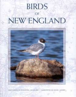   Birds of New England by Jim Roetzel, Twin Lights 