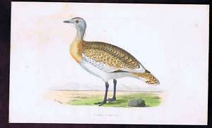 GREAT BUSTARD Morris Hand Colored 1880  