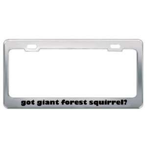 Got Giant Forest Squirrel? Animals Pets Metal License Plate Frame 