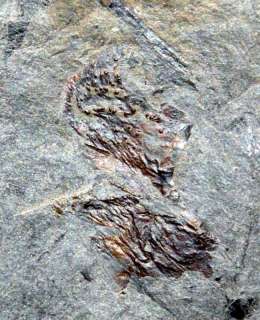 Arthropleura ???? . RARE  . Unknown Carboniferous Arthropod 