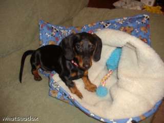 HARVEY & DASH SNUGGLE UP TO WAIT FOR MR. SANDMAN IN KANGAROO VALLEY 