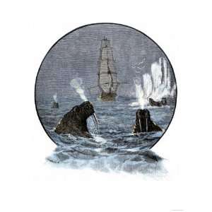  Walrus in Arctic Waters Near a Tall Sailing Ship Giclee 