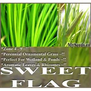  50 Acorus calamus Sweet Flag Seeds small lakes ponds 