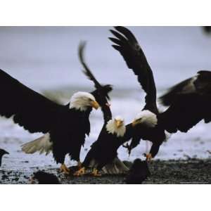  A Group of American Bald Eagles Fight over Food National 