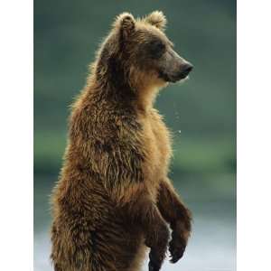 Brown Bear Standing on its Hind Legs at the Waters Edge Stretched 