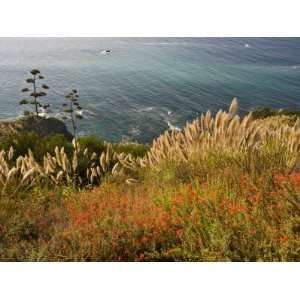  Flowers Overlook the Pacific Ocean in Big Sur, California 