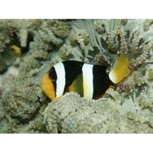 Clarks Anemone Fish (Amphiprion Clarkii), Maldives, Indian Ocean 