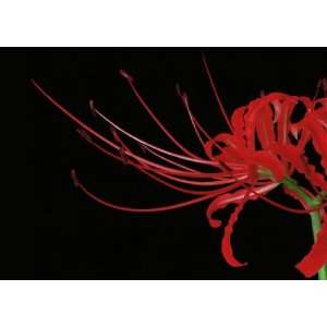  Red Spider Lily Greeting Cards (5 card set) Everything 