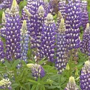  LUPINE GALLERY MIX / 1 gallon Potted Patio, Lawn & Garden