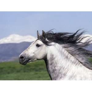 Grey Andalusian Stallion Head Portrait, Colorado, USA Premium Poster 