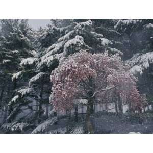  Magnolia Blossoms and Conifers Blanketed in Snow Endure a 