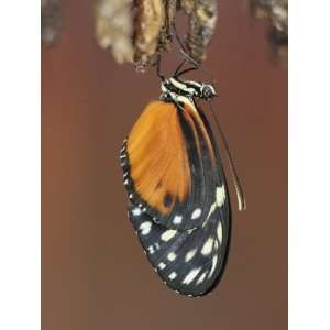  Butterfly, Heliconius Hecate, Emerging from its Chrysalis 