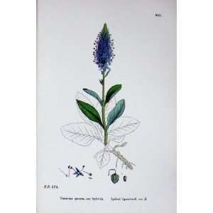  Botany Plants C1902 Spiked Speedwell Veronica Spicata 