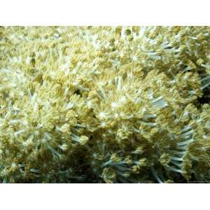  Coral Polyps of Goniopora, Malapascua Island, Philippines 